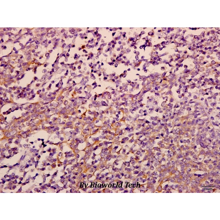 Anti-eIF3ε (V116) Antibody from Bioworld Technology (BS3296) - Antibodies.com