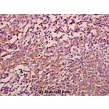 Anti-eIF3ε (V116) Antibody from Bioworld Technology (BS3296) - Antibodies.com