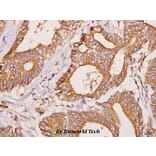 Anti-FBP3 (R241) Antibody from Bioworld Technology (BS3297) - Antibodies.com