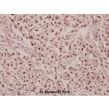 Anti-GABAA Rγ1 (K51) Antibody from Bioworld Technology (BS3301) - Antibodies.com
