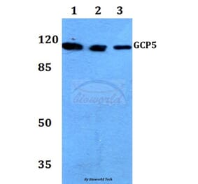 Anti-GCP5 (I779) Antibody from Bioworld Technology (BS3303) - Antibodies.com