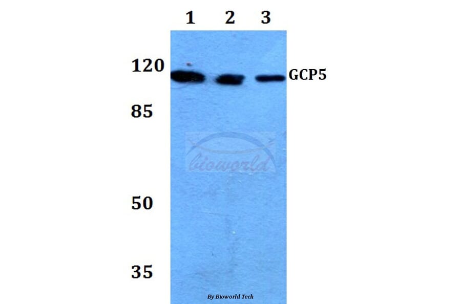 Anti-GCP5 (I779) Antibody from Bioworld Technology (BS3303) - Antibodies.com