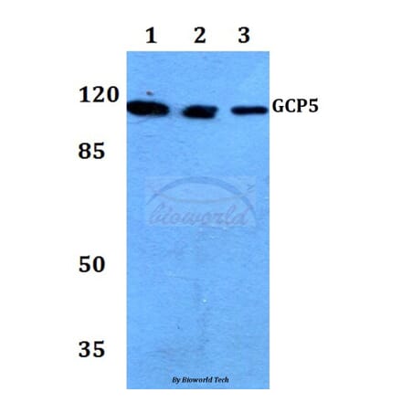 Anti-GCP5 (I779) Antibody from Bioworld Technology (BS3303) - Antibodies.com