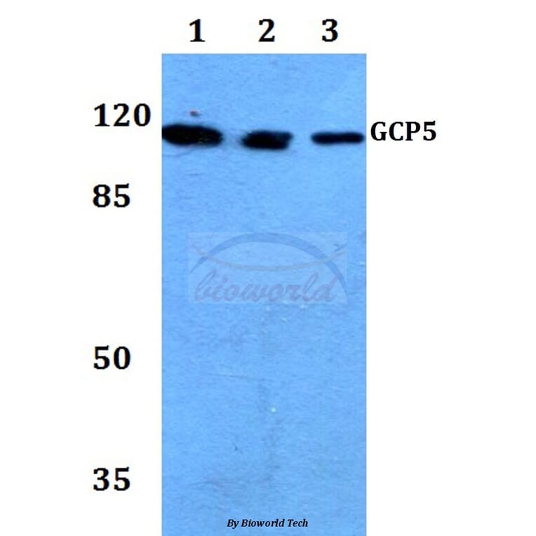 Anti-GCP5 (I779) Antibody from Bioworld Technology (BS3303) - Antibodies.com