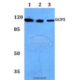 Anti-GCP5 (I779) Antibody from Bioworld Technology (BS3303) - Antibodies.com