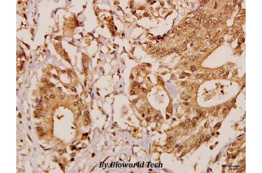 Anti-GCP5 (I779) Antibody from Bioworld Technology (BS3303) - Antibodies.com