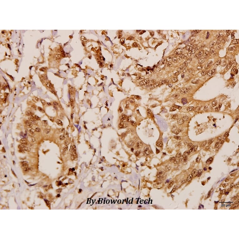 Anti-GCP5 (I779) Antibody from Bioworld Technology (BS3303) - Antibodies.com