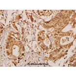 Anti-GCP5 (I779) Antibody from Bioworld Technology (BS3303) - Antibodies.com