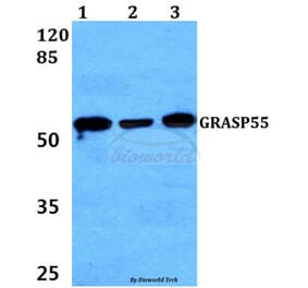 Anti-GRASP55 (L215) Antibody from Bioworld Technology (BS3306) - Antibodies.com