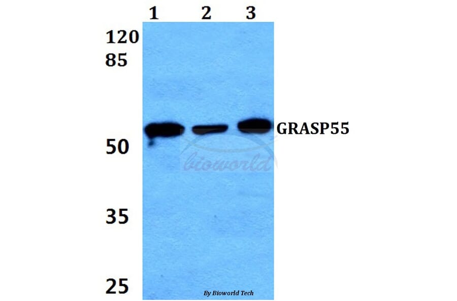 Anti-GRASP55 (L215) Antibody from Bioworld Technology (BS3306) - Antibodies.com