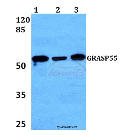 Anti-GRASP55 (L215) Antibody from Bioworld Technology (BS3306) - Antibodies.com
