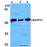 Anti-GRASP55 (L215) Antibody from Bioworld Technology (BS3306) - Antibodies.com
