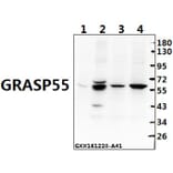 Anti-GRASP55 (L215) Antibody from Bioworld Technology (BS3306) - Antibodies.com