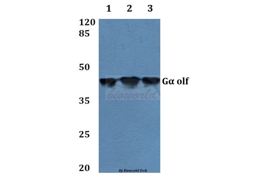 Anti-Gα olf (D81) Antibody from Bioworld Technology (BS3310) - Antibodies.com