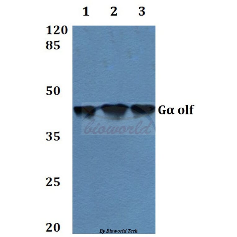 Anti-Gα olf (D81) Antibody from Bioworld Technology (BS3310) - Antibodies.com