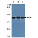 Anti-Gα olf (D81) Antibody from Bioworld Technology (BS3310) - Antibodies.com