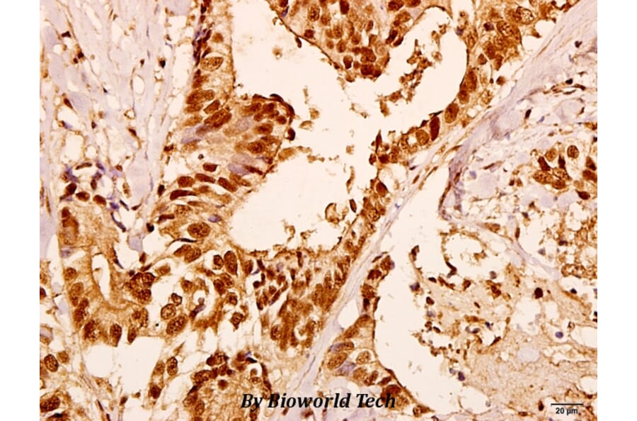 Anti-Gα olf (D81) Antibody from Bioworld Technology (BS3310) - Antibodies.com