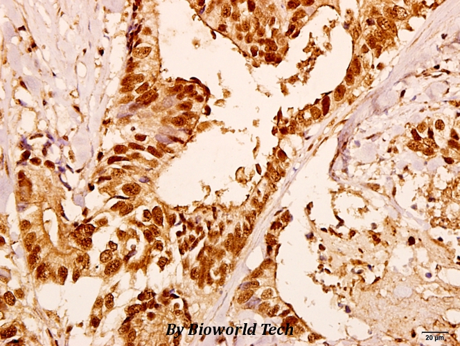 Anti-Gα olf (D81) Antibody from Bioworld Technology (BS3310) - Antibodies.com