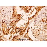 Anti-Gα olf (D81) Antibody from Bioworld Technology (BS3310) - Antibodies.com