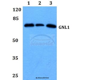 Anti-GNL1 (Q103) Antibody from Bioworld Technology (BS3312) - Antibodies.com