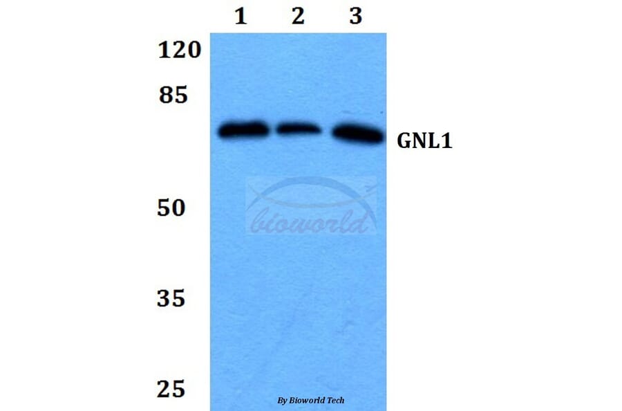 Anti-GNL1 (Q103) Antibody from Bioworld Technology (BS3312) - Antibodies.com