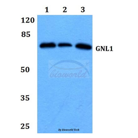 Anti-GNL1 (Q103) Antibody from Bioworld Technology (BS3312) - Antibodies.com