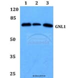 Anti-GNL1 (Q103) Antibody from Bioworld Technology (BS3312) - Antibodies.com