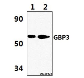 Anti-GBP3 (L520) Antibody from Bioworld Technology (BS3313) - Antibodies.com