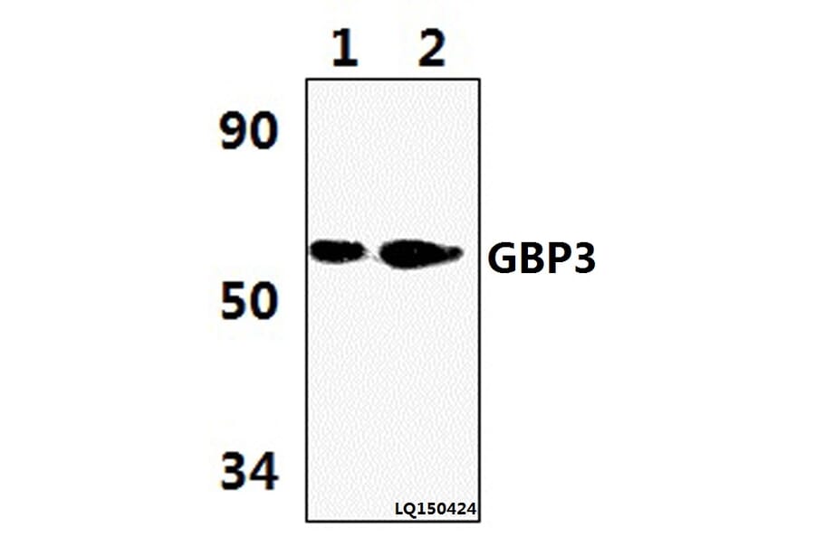 Anti-GBP3 (L520) Antibody from Bioworld Technology (BS3313) - Antibodies.com