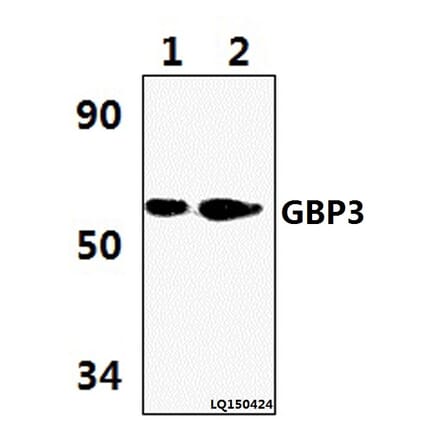 Anti-GBP3 (L520) Antibody from Bioworld Technology (BS3313) - Antibodies.com