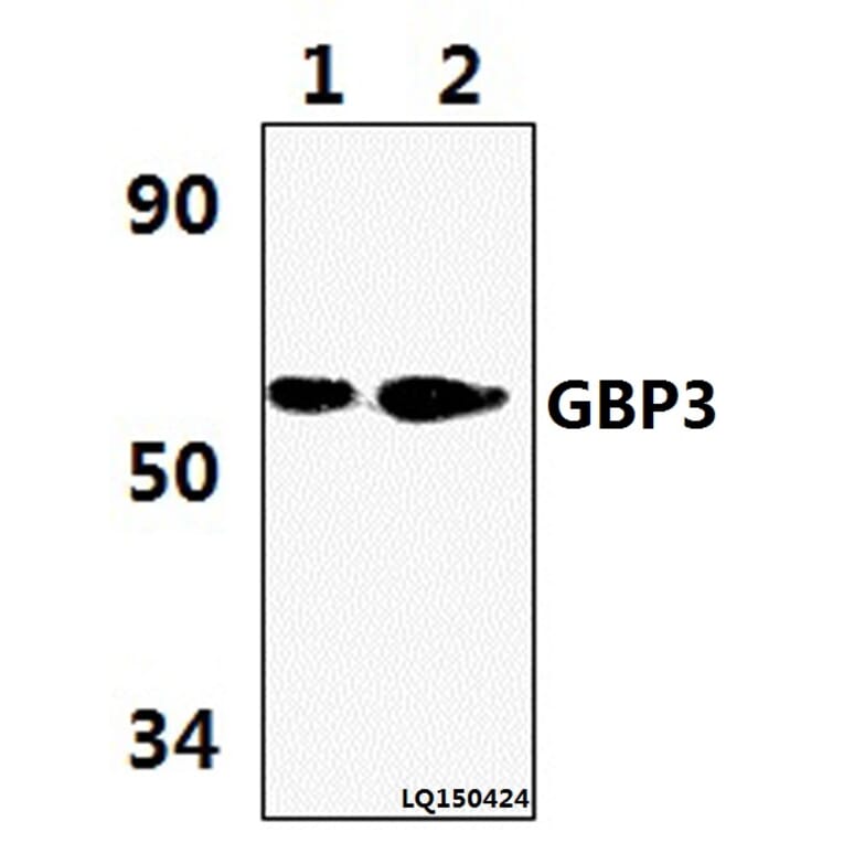 Anti-GBP3 (L520) Antibody from Bioworld Technology (BS3313) - Antibodies.com