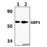 Anti-GBP3 (L520) Antibody from Bioworld Technology (BS3313) - Antibodies.com