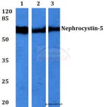 Anti-Nephrocystin-5 (R467) Antibody from Bioworld Technology (BS3319) - Antibodies.com