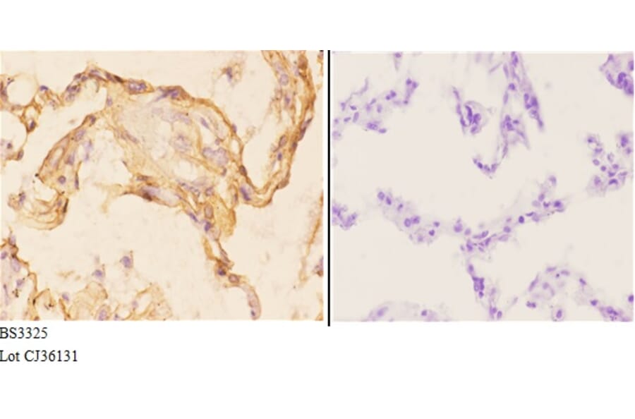 Anti-MRP-S22 (R263) Antibody from Bioworld Technology (BS3325) - Antibodies.com