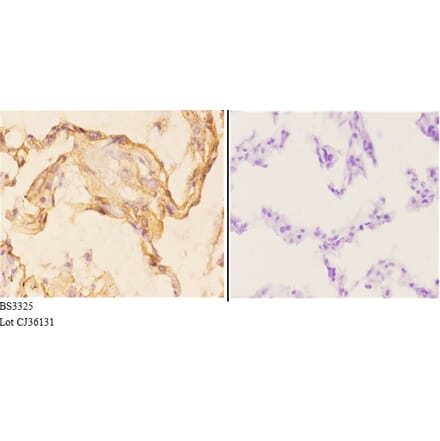 Anti-MRP-S22 (R263) Antibody from Bioworld Technology (BS3325) - Antibodies.com