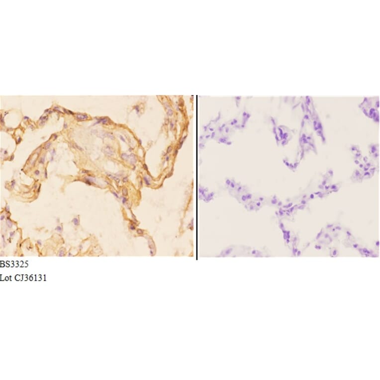 Anti-MRP-S22 (R263) Antibody from Bioworld Technology (BS3325) - Antibodies.com