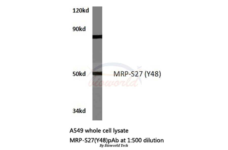 Anti-MRP-S27 (Y48) Antibody from Bioworld Technology (BS3326) - Antibodies.com