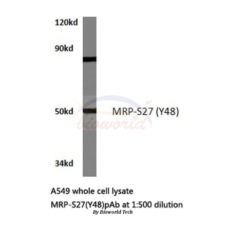 Anti-MRP-S27 (Y48) Antibody from Bioworld Technology (BS3326) - Antibodies.com