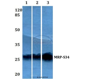 Anti-MRP-S34 (K214) Antibody from Bioworld Technology (BS3327) - Antibodies.com