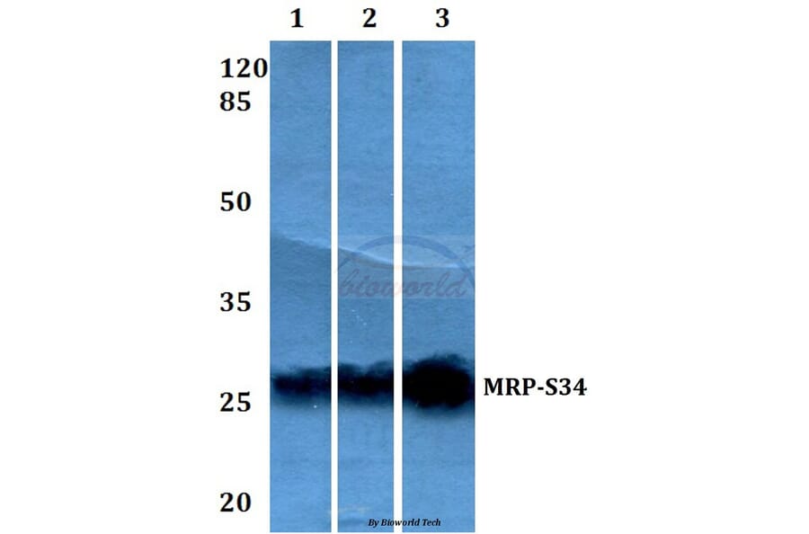 Anti-MRP-S34 (K214) Antibody from Bioworld Technology (BS3327) - Antibodies.com