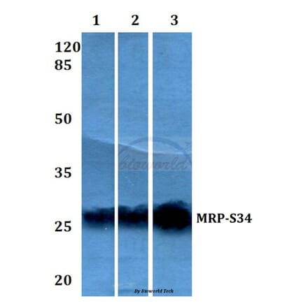Anti-MRP-S34 (K214) Antibody from Bioworld Technology (BS3327) - Antibodies.com