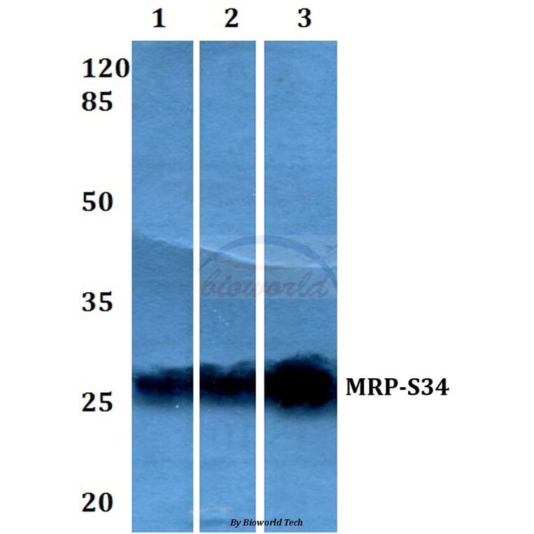 Anti-MRP-S34 (K214) Antibody from Bioworld Technology (BS3327) - Antibodies.com