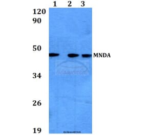 Anti-MNDA (V406) Antibody from Bioworld Technology (BS3332) - Antibodies.com