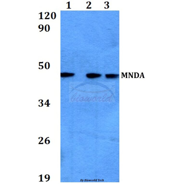 Anti-MNDA (V406) Antibody from Bioworld Technology (BS3332) - Antibodies.com