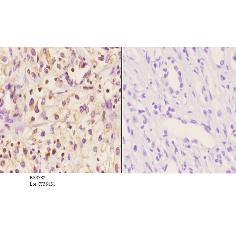 Anti-MNDA (V406) Antibody from Bioworld Technology (BS3332) - Antibodies.com