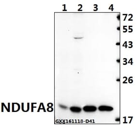 Anti-NDUFA8 (P141) Antibody from Bioworld Technology (BS3336) - Antibodies.com