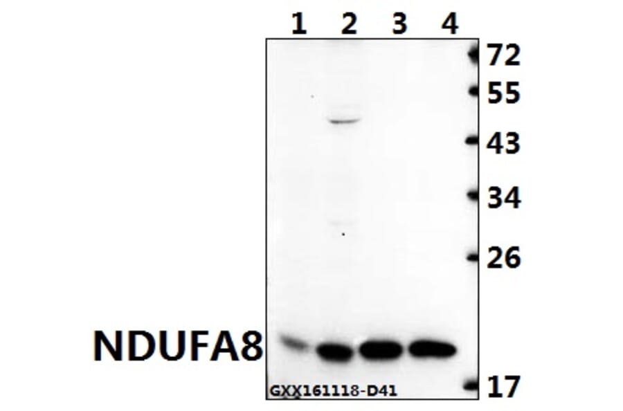 Anti-NDUFA8 (P141) Antibody from Bioworld Technology (BS3336) - Antibodies.com