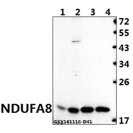 Anti-NDUFA8 (P141) Antibody from Bioworld Technology (BS3336) - Antibodies.com