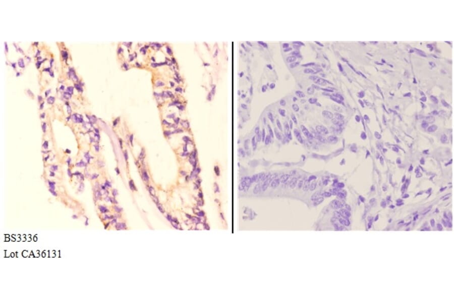 Anti-NDUFA8 (P141) Antibody from Bioworld Technology (BS3336) - Antibodies.com