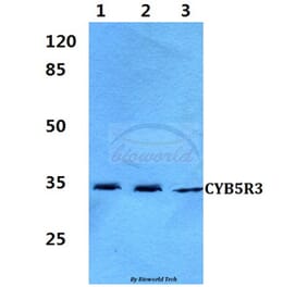 Anti-CYB5R3 (I169) Antibody from Bioworld Technology (BS3337) - Antibodies.com